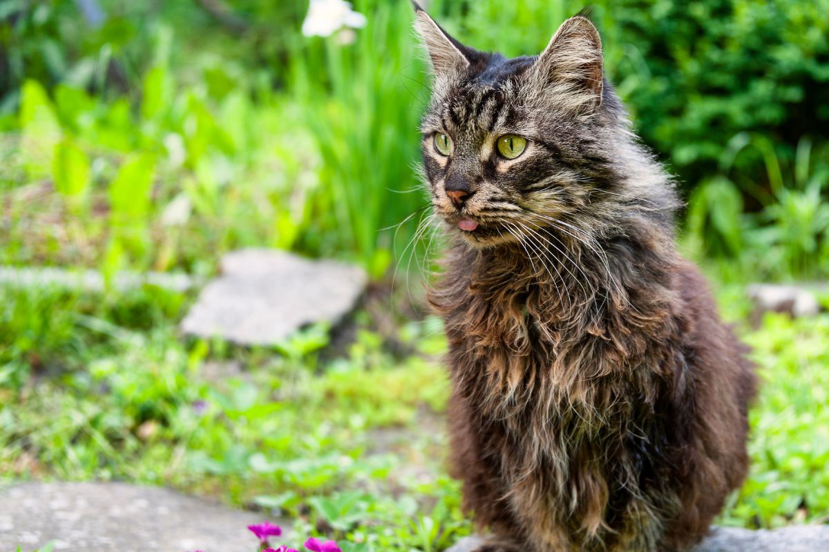 A cute fluffy maine coon cat in a garden.
