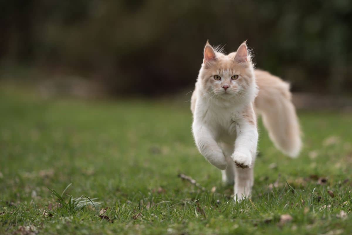 A ginger maine coon running on a green meadow.
