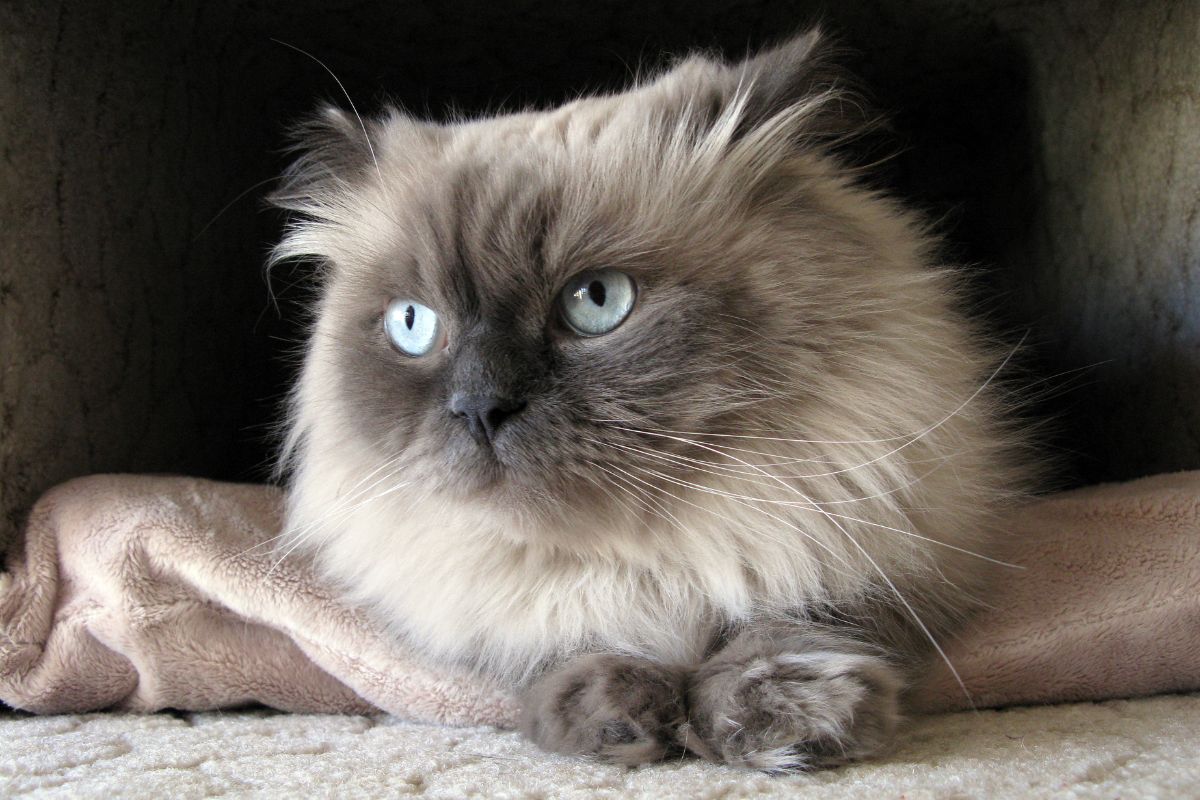 A cute fluffy himalayan cat  lying on a towel.