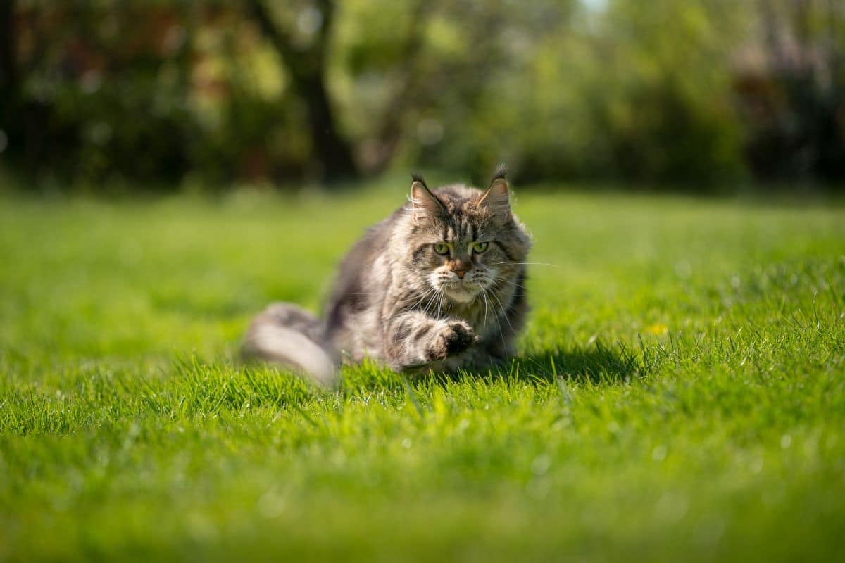 A big tabby maine coon running on a green meadow.