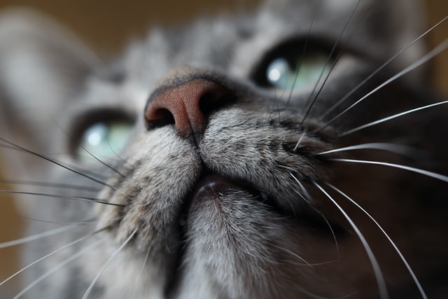 A close-up of a cat face.