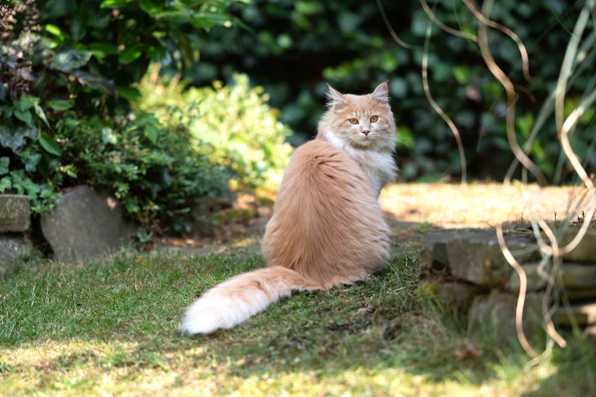 A ginger maine coon sitting in a backyard garden.