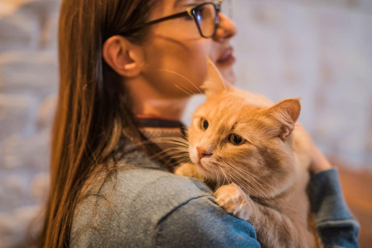 A ginger maine coon carried by a young woman.
