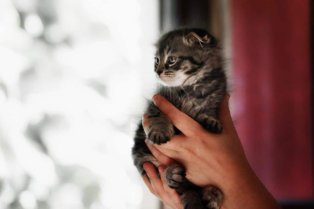 A human holding a cute tabby maine coon kitten.