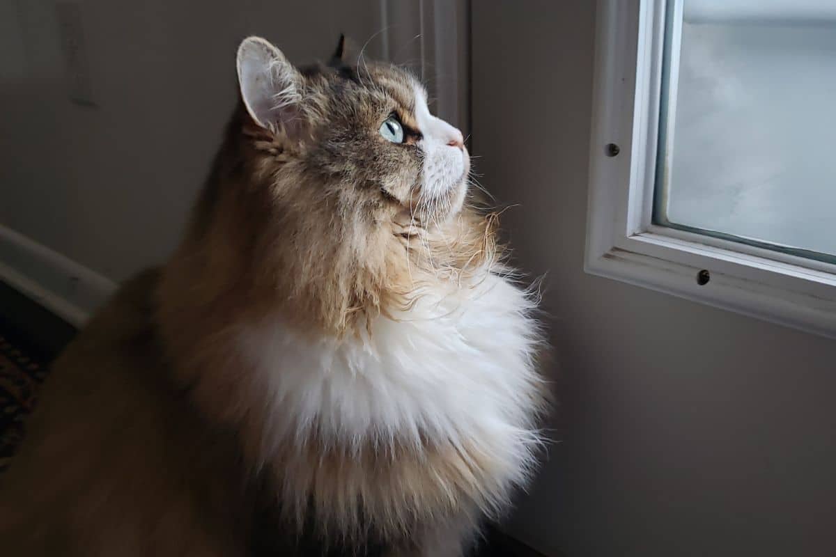 A cute fluffy ragamuffin cat near a window.