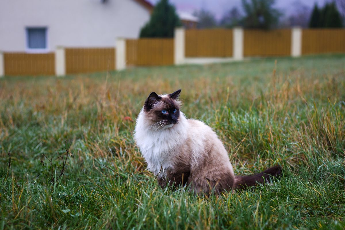 A beautiful fluffy ragdoll cat sitting in a backyard.