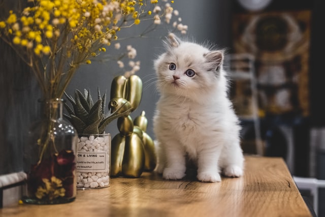 A cute fluffy white kitten on a table.
