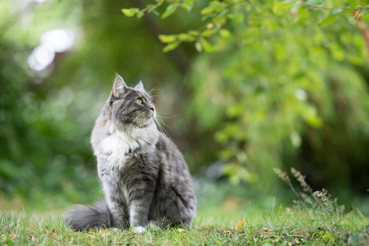 A tabby maine coon sitting in a backyard.