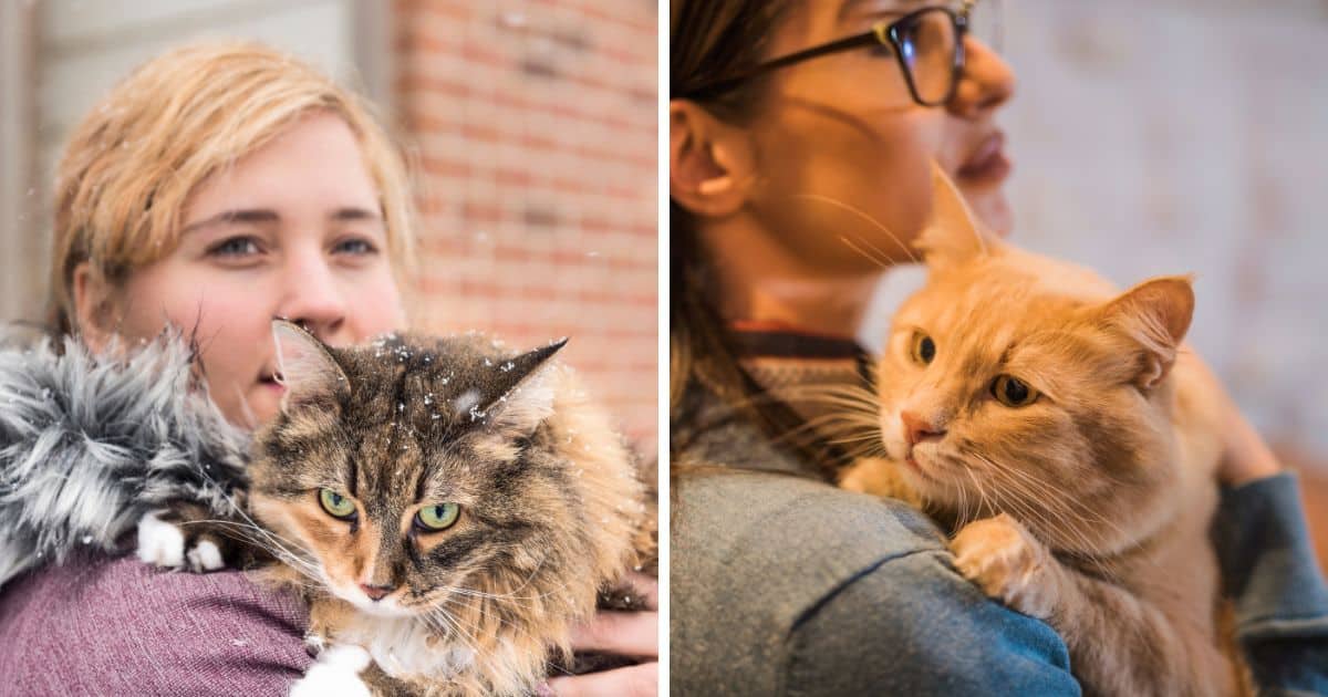 Ten Tips To Calm A Cat Down For Travel