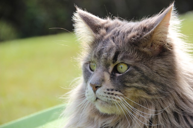 are maine coon cats affectionate