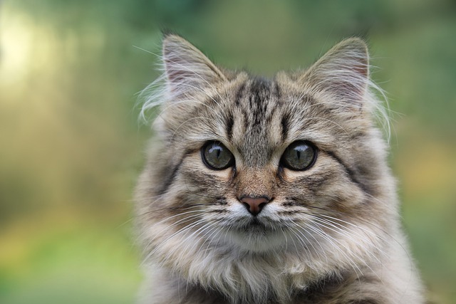 are maine coon cats affectionate