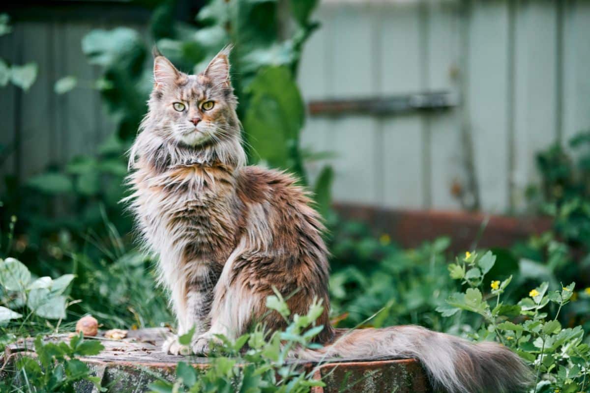 Fluffy tabby maine coon sitting on an old tree stump.
