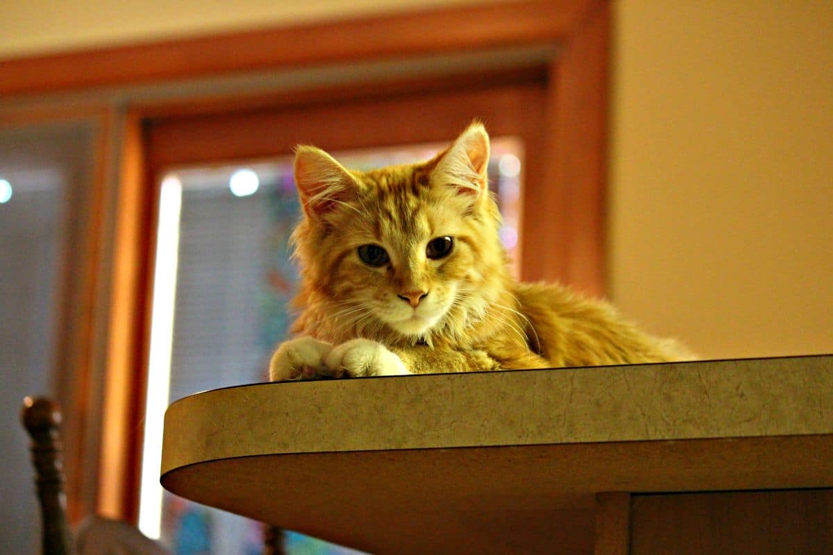 A ginger maine coon lying on a kitchen table.
