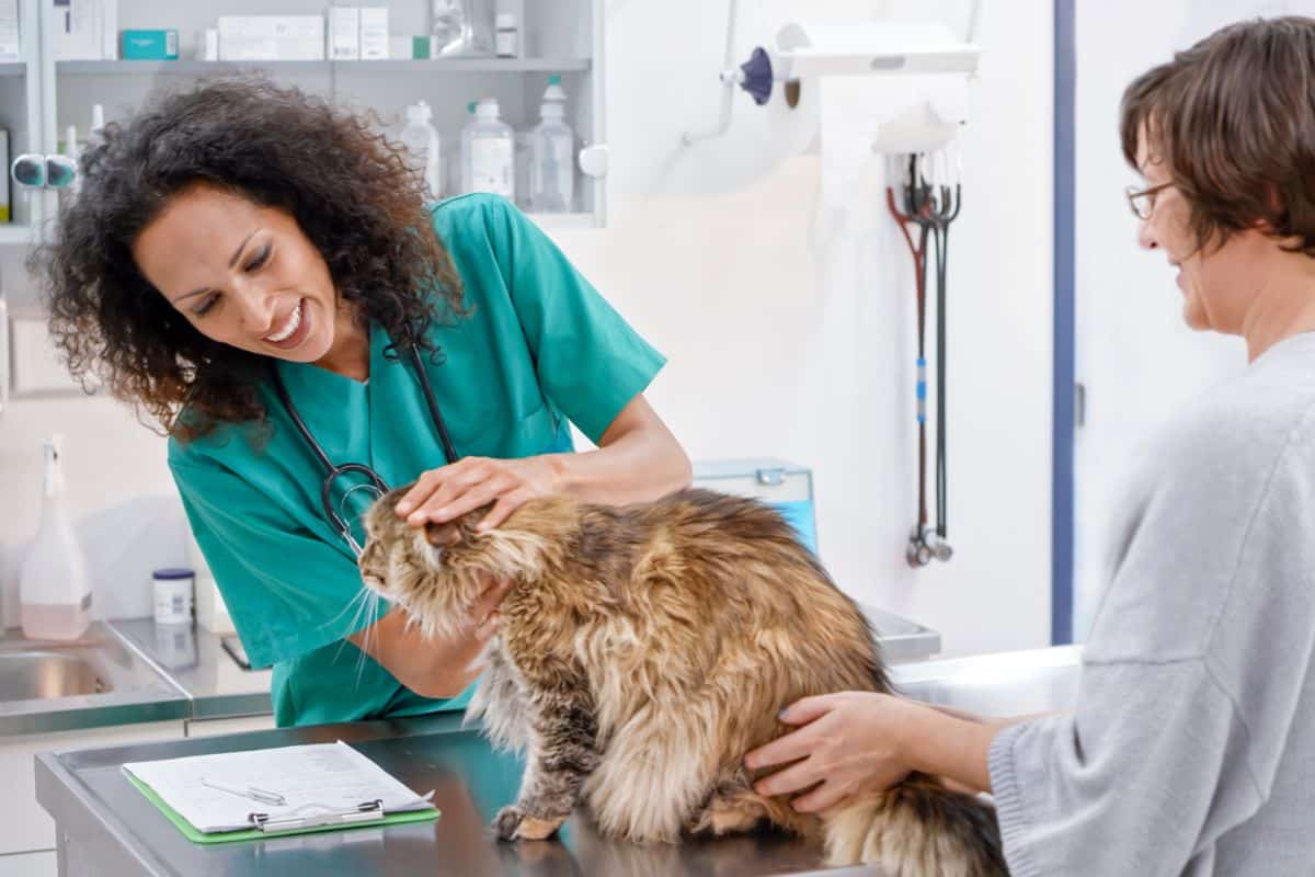 How To Keep Maine Coon Cats from Matting? (According to Vets) 