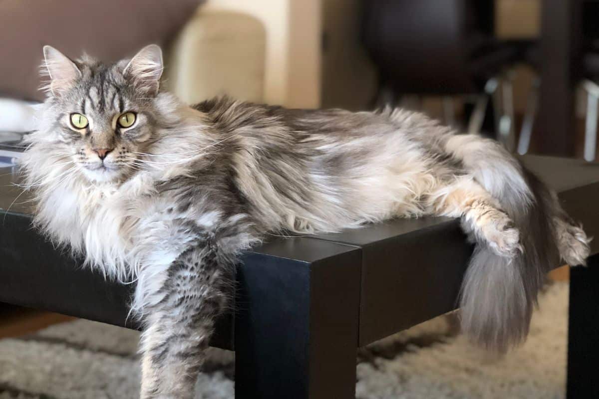 Tabby fluffy maine coon lying on a black table.
