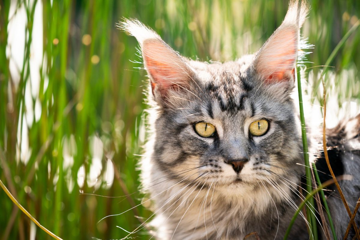 A gray maine coon in a garden on a sunny day.
