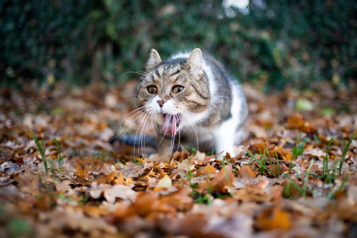 A brown-white cat vomiting in a backyard.