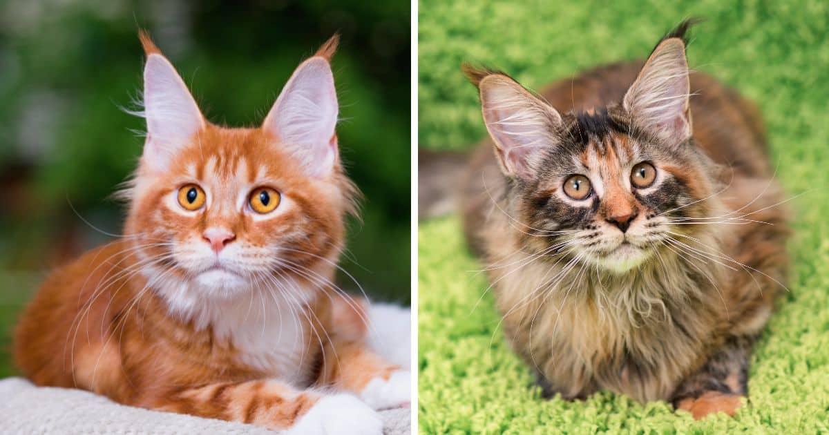 Why is My Maine Coon Small?
