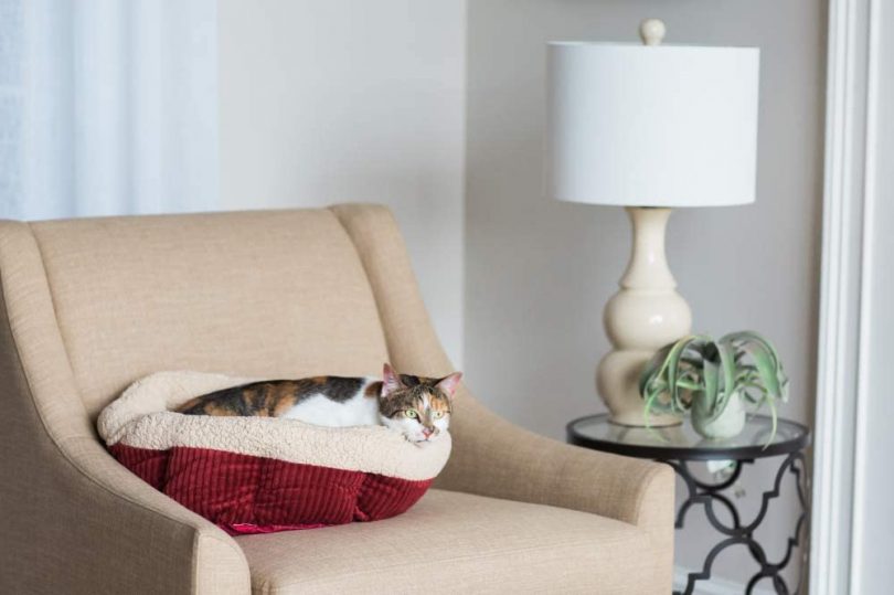 Best Maine Coon Cat Beds