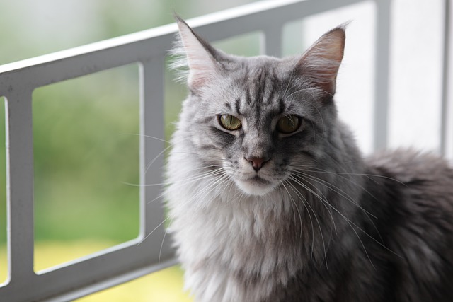 Maine Coon