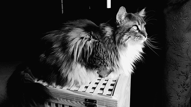 Maine Coon Personality 