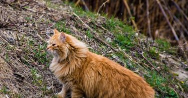 Maine Coon Personality