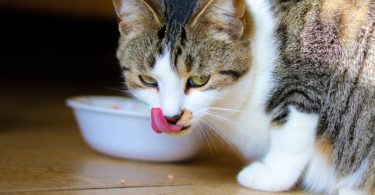 Cat food to avoid