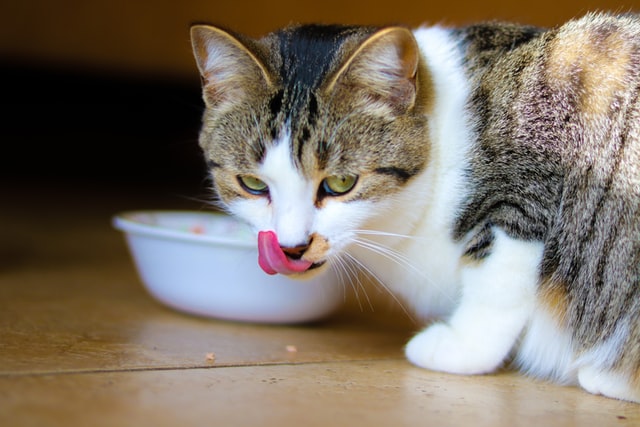 Cat food to avoid