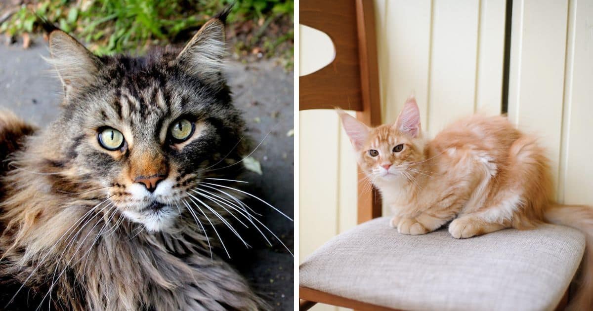 All About Hip Dysplasia in Maine Coon