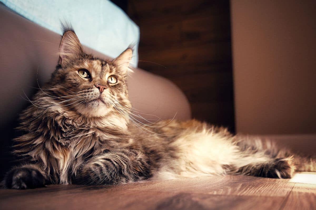 A brown fluffy maine coon lying on a floor near a bed.