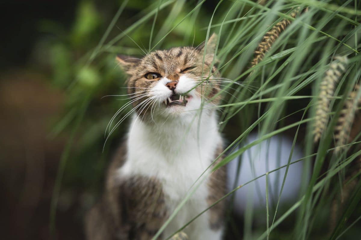 A brown-white cat trying to eat plant leaves.