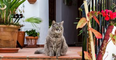 Living With A Maine Coon Cat