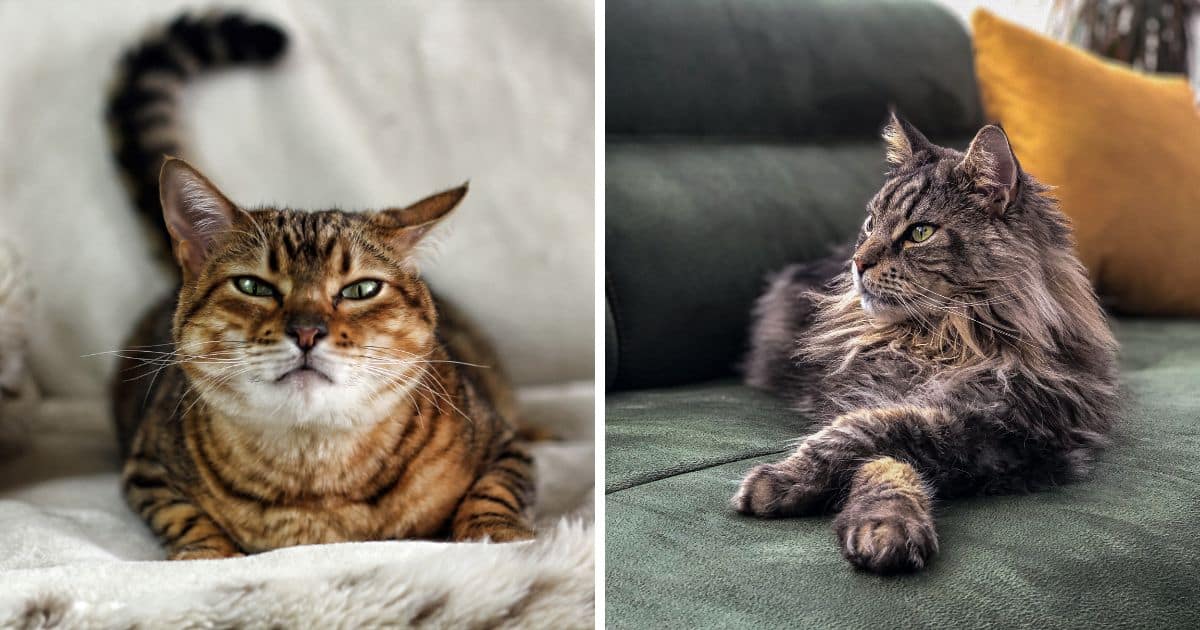 Savannah Cat vs. Maine Coon - MaineCoon.org