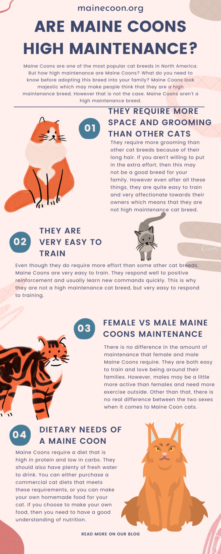 Are Maine Coons High Maintenance? What You Need To Know
