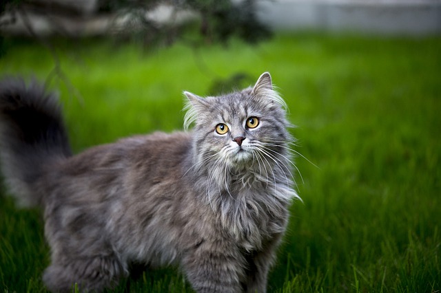 A gray fluffy  maine coon standing on green grass.