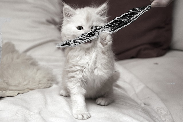 A cute white maine coon kitten playing with a feather.