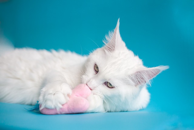 A white maine coon kitten playing with a toy.