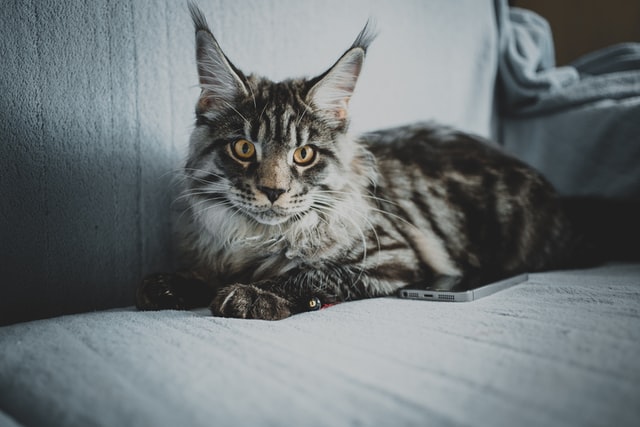 maine-coon-aggression-mainecoon