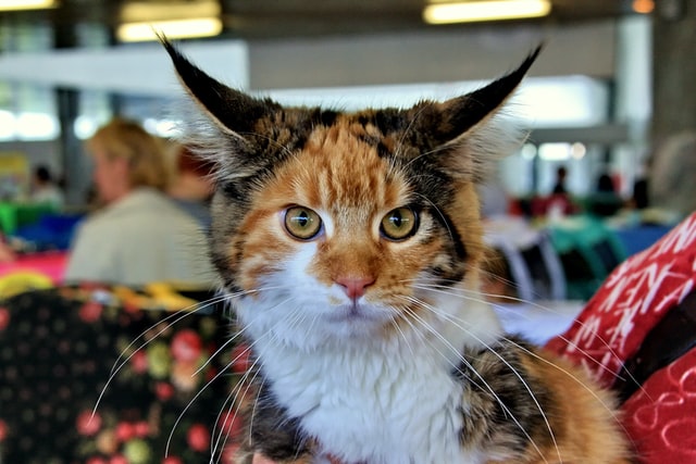 Maine Coon Aggression