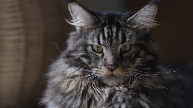 Maine Coon Aggression