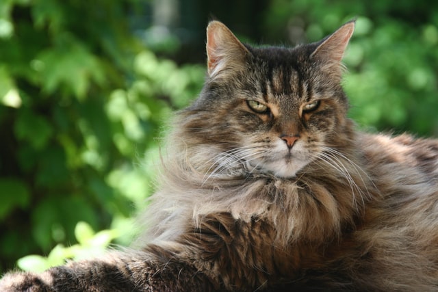 Maine Coon Aggression