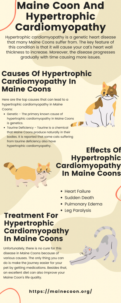 Maine Coon And Hypertrophic Cardiomyopathy