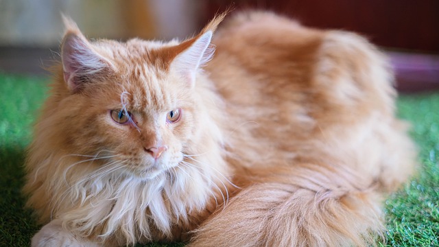 Maine Coon Body Language