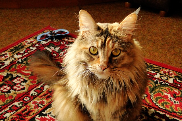 A calico fluffy maine coon sitting on a carpet.