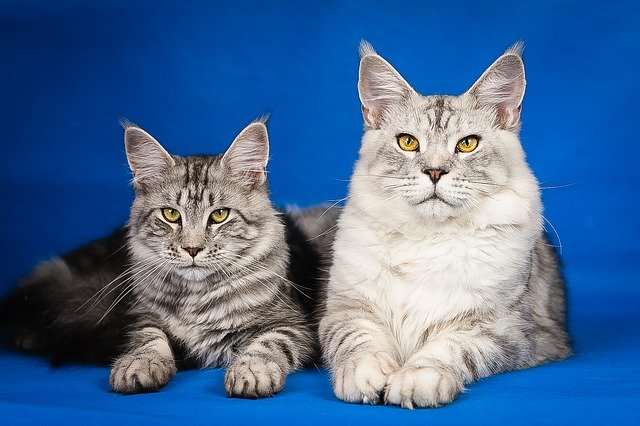 Male and female maine coons lying next to each other.