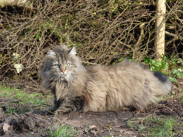 A fluffy gray cat in a backyard.