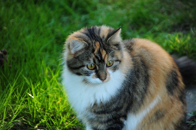 A calico kitten sitting on a green lawn.