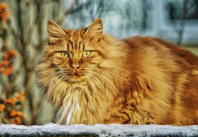 A ginger fluffy maine coon.