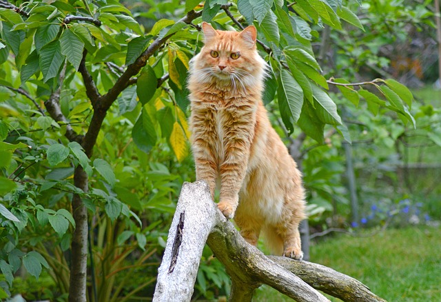 A ginger maine coon standing on a tree branch.