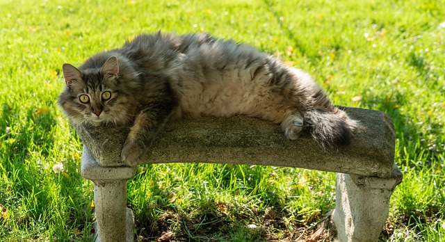 A big gray fluffy maine coon lying on an outdoor bench.